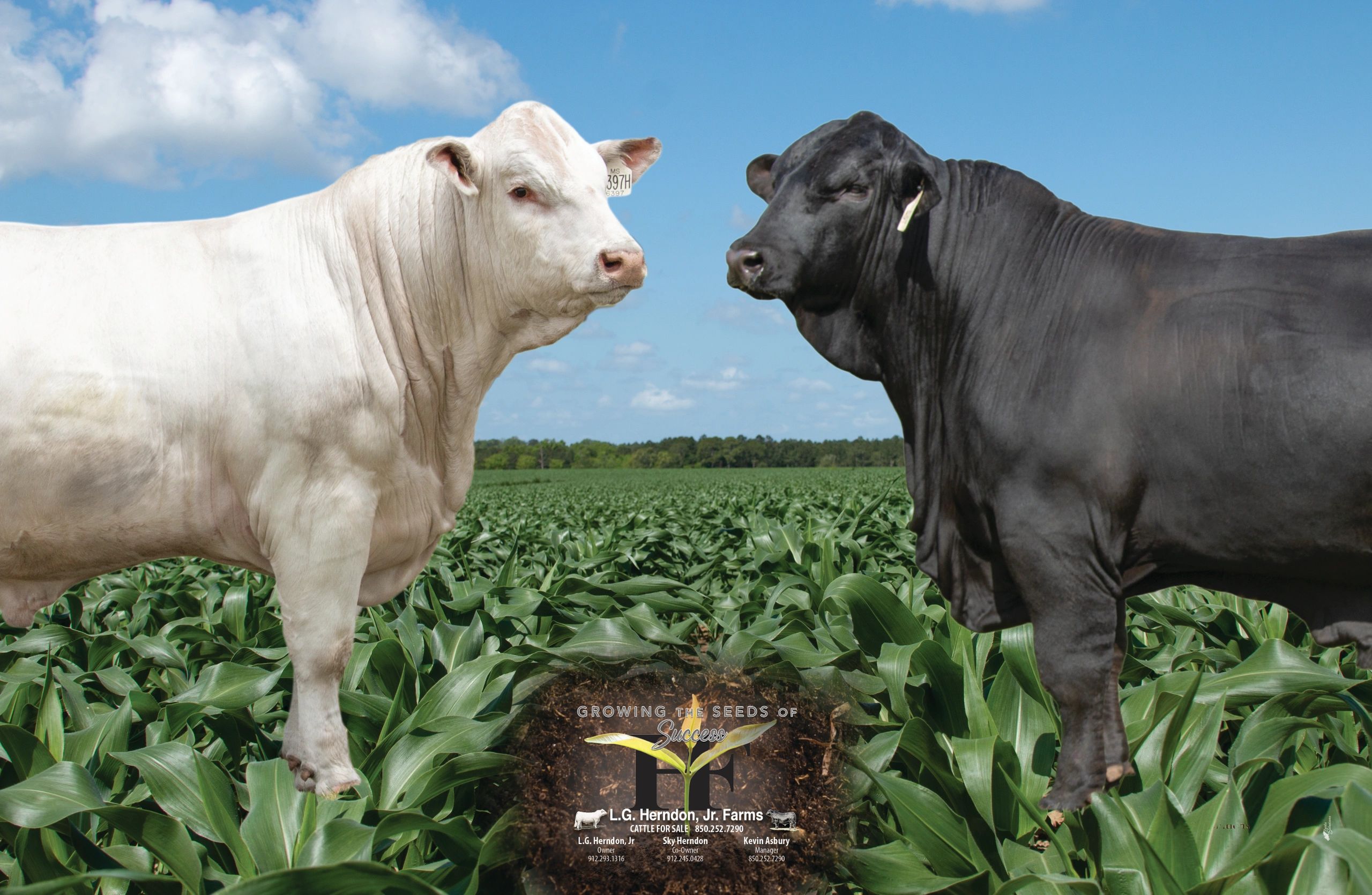 L.G. Herndon, Jr. Farms Brangus Cattle, Ultrablack Cattle